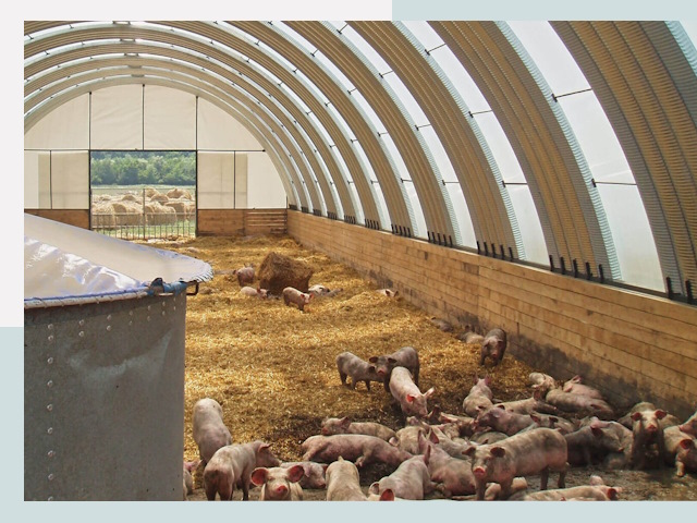 Строительство свинарников в Истре